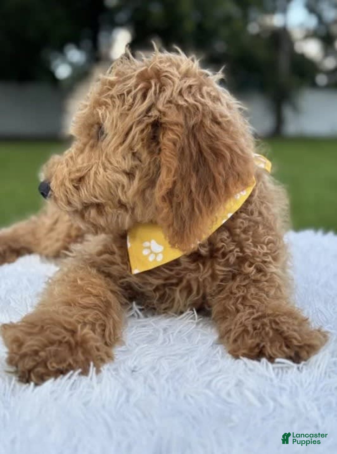 Mini Goldendoodle dogs for sale: Apollo - Image 2