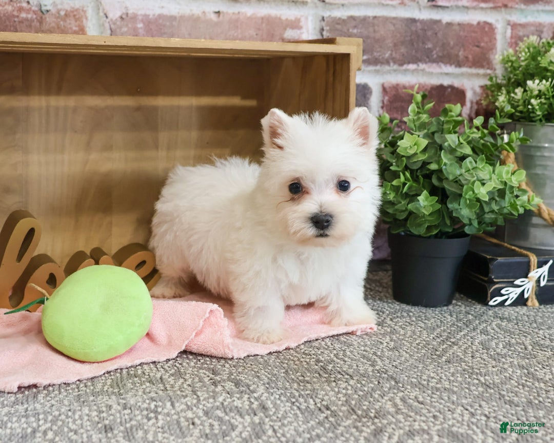West Highland Terrier dogs for sale: West Highland White Terrier 2 puppies - Image 10