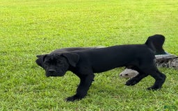 Cane Corso dogs for sale: Rampage - Image 3