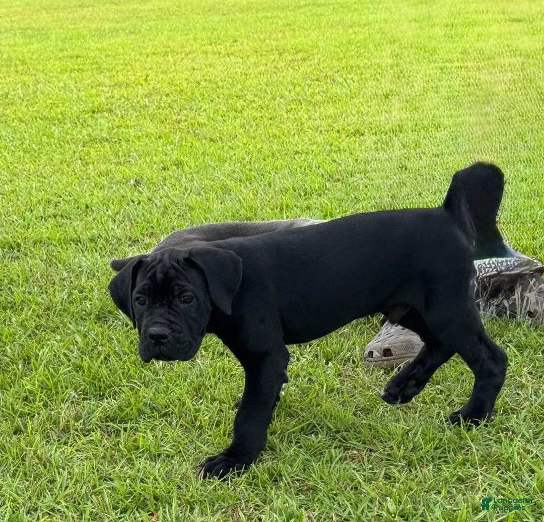 Cane Corso dogs for sale: Rampage - Image 3