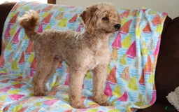 Mini Goldendoodle dogs for sale: Oliver - Image 2