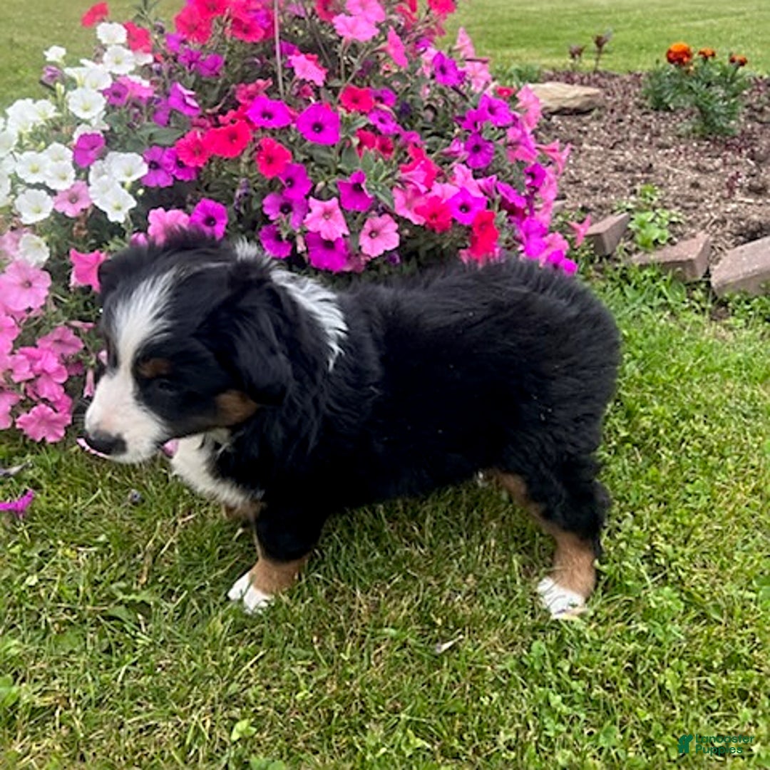 Australian Shepherd dogs for sale: Champ - Image 2