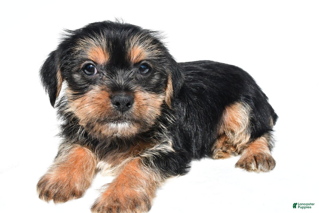 Shorkie dogs for sale: Waldo - Image 2