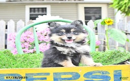 Pomeranian dogs for sale: Amber - Image 6