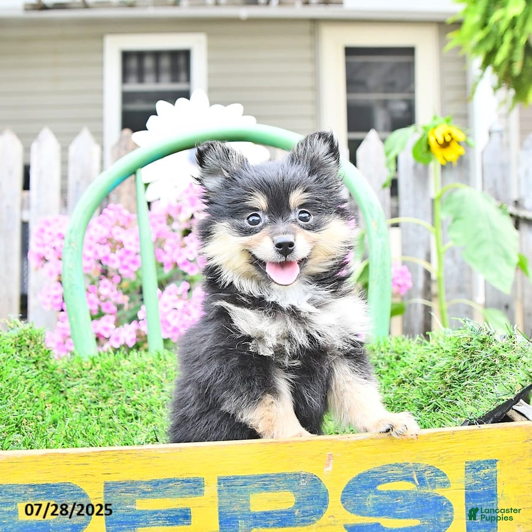 Pomeranian dogs for sale: Amber - Image 6