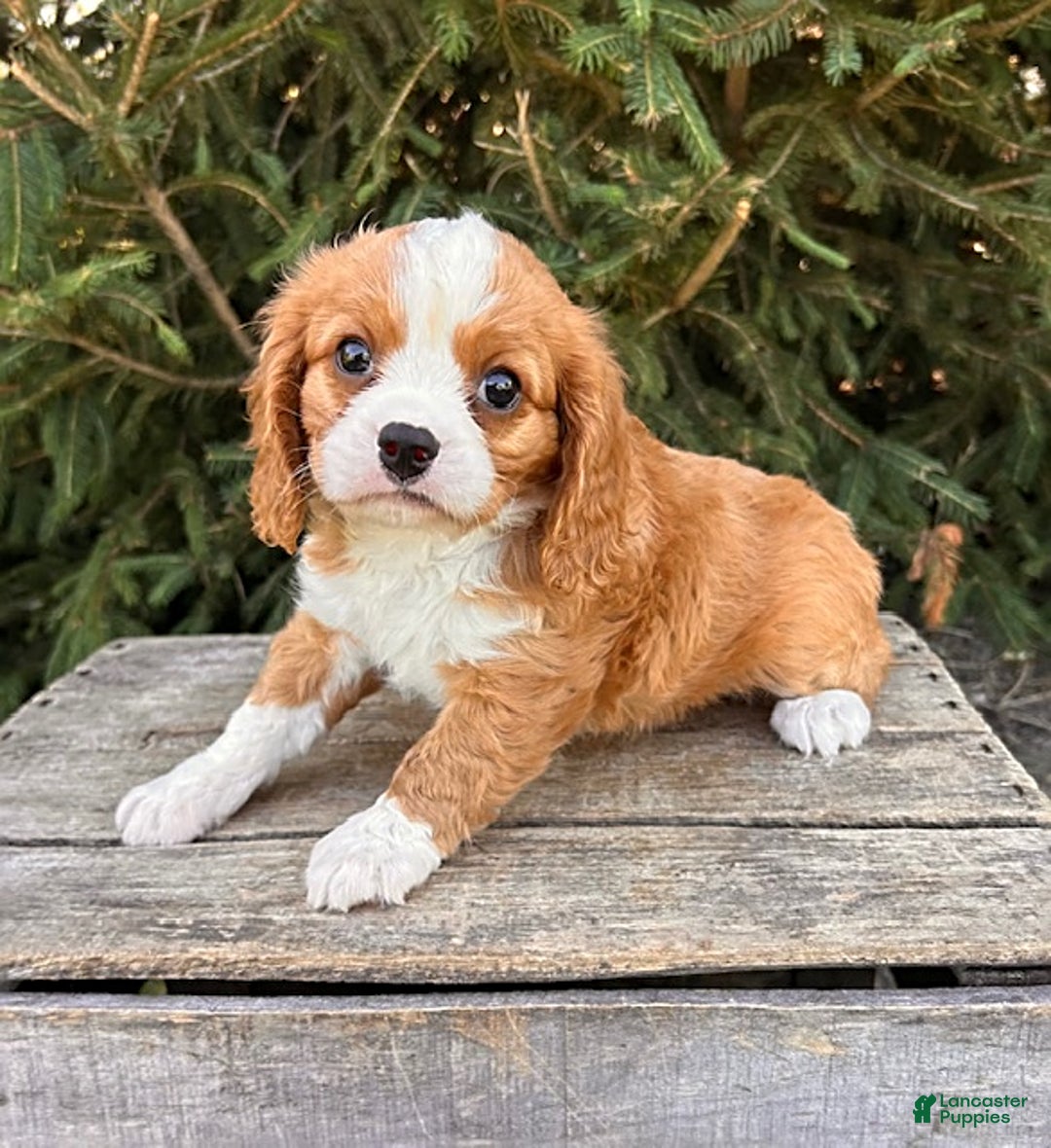 Miniature Bernese Mountain Dog dogs for sale: Annie - Image 7