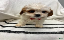 Cavapoo dogs for sale: Brownie - Image 3