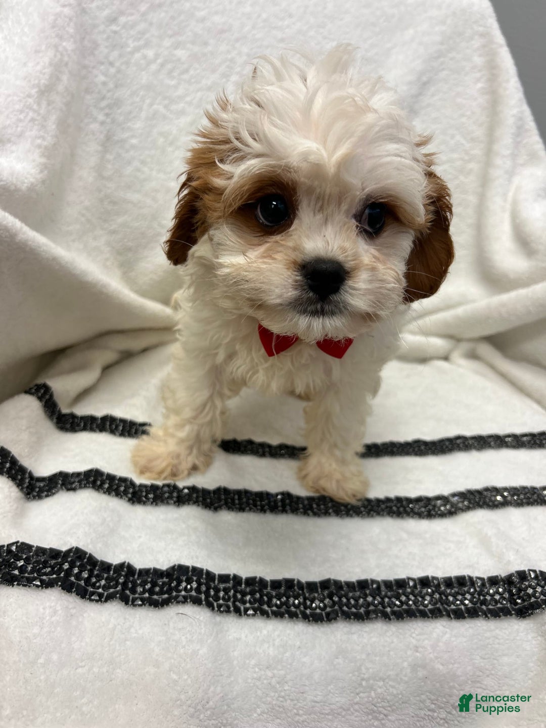 Cavapoo dogs for sale: Brownie - Image 3