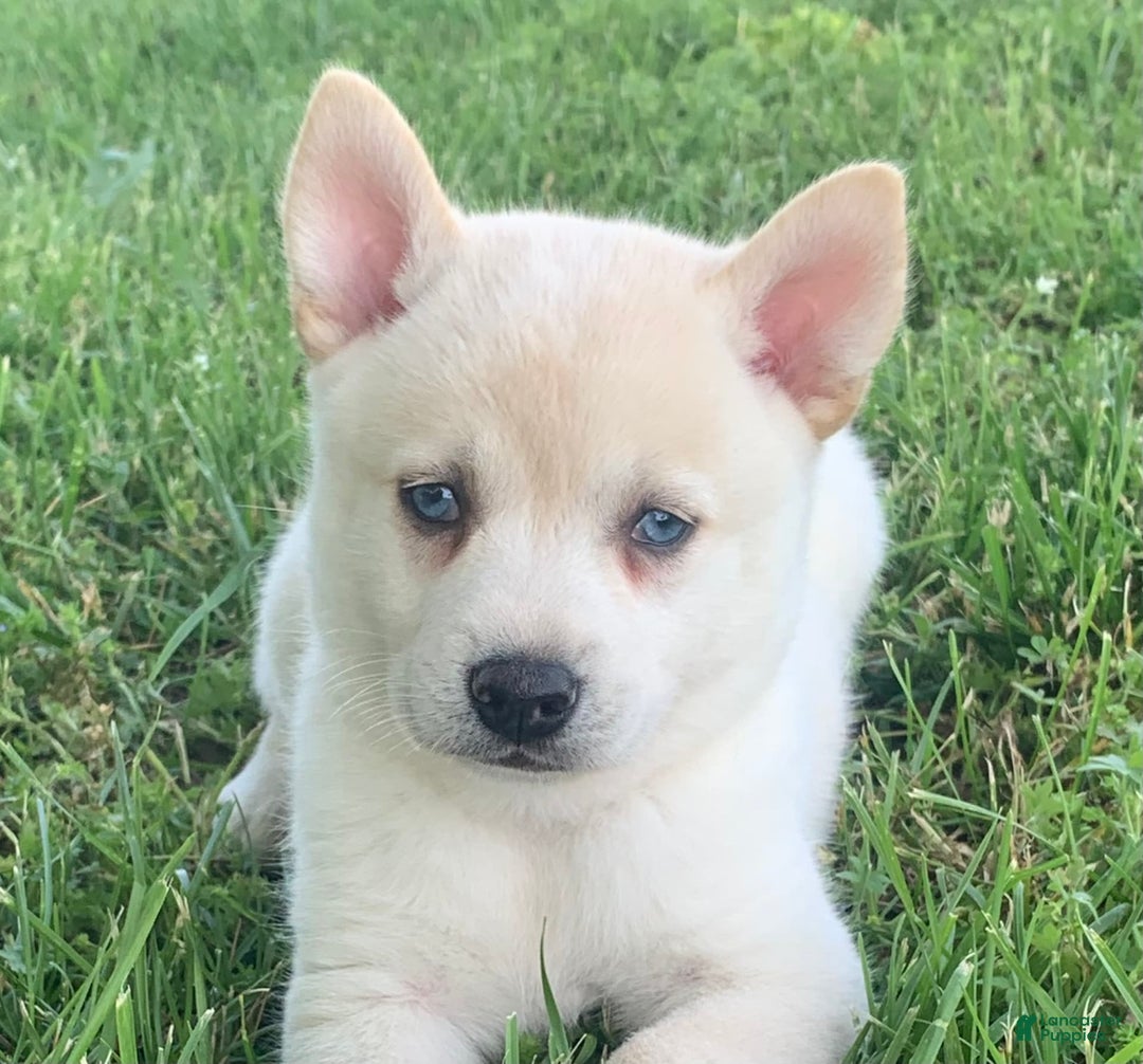 Alaskan Klee Kai dogs for sale: Handsome Boy Liam - Image 1
