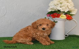 Bichpoo dogs for sale: Bella - Image 1