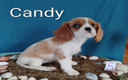 Cavalier King Charles Spaniel dogs for sale: Candy - Image 4