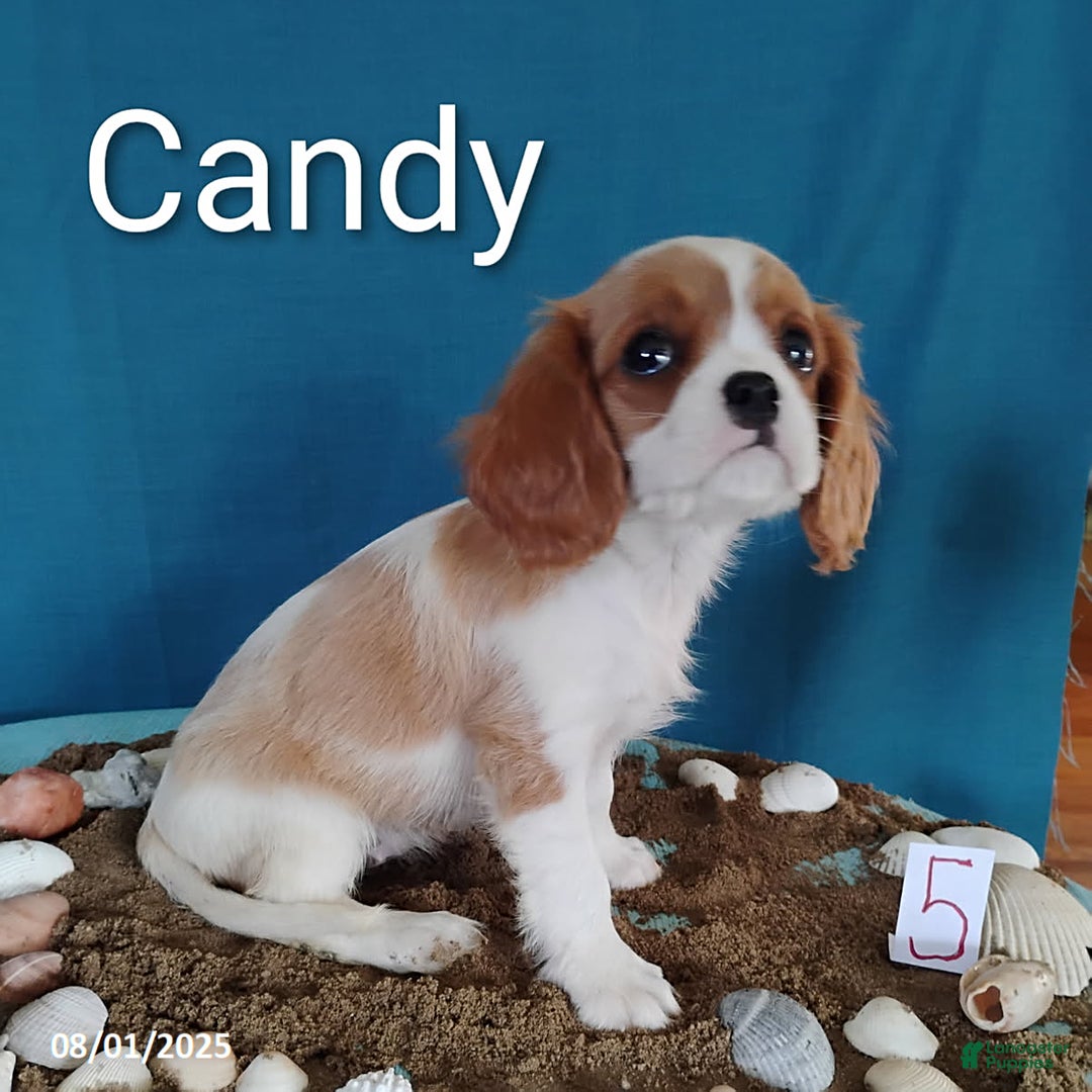 Cavalier King Charles Spaniel dogs for sale: Candy - Image 4
