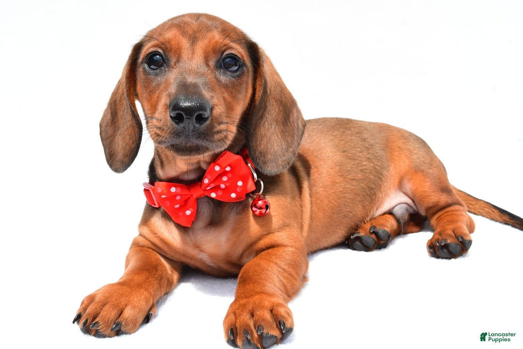 Miniature Dachshund dogs for sale: Issac - Image 6