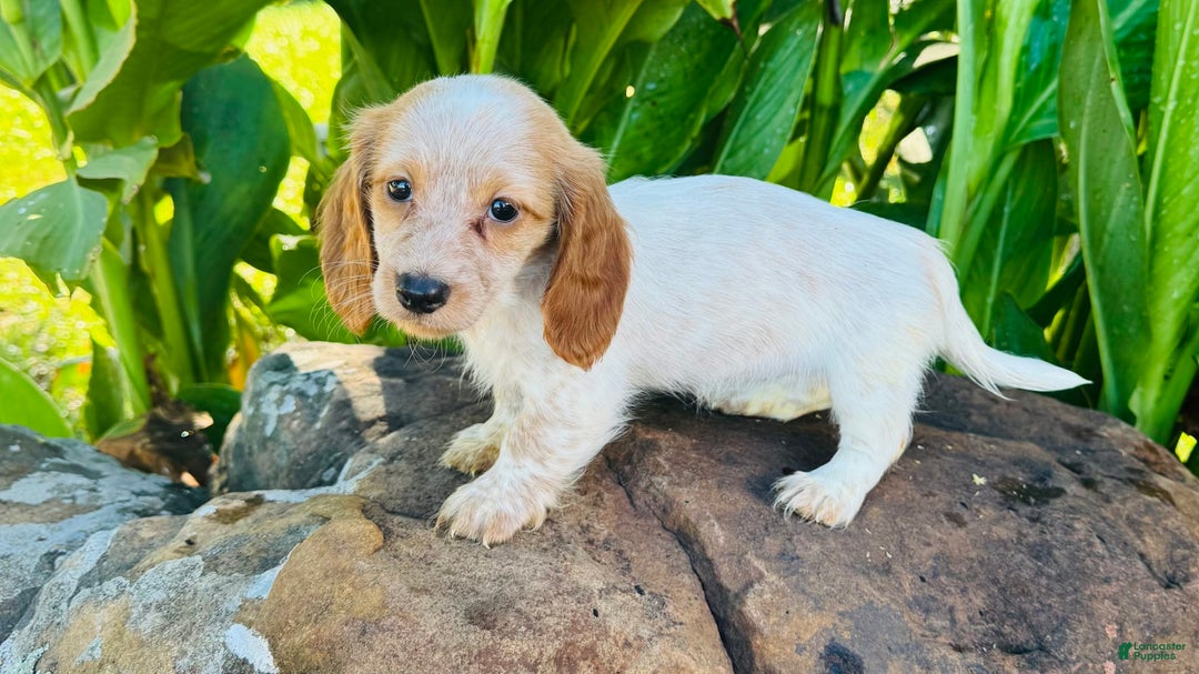 Miniature Dachshund dogs for sale: Lemon Drop - Image 1
