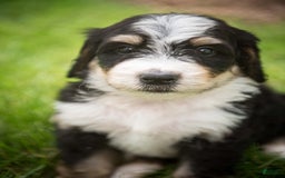 Bernedoodle dogs for sale: Rebel - Image 14