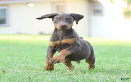 Doberman Pinscher dogs for sale: Rusty - Image 5