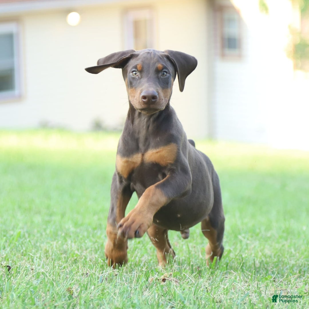 Doberman Pinscher dogs for sale: Rusty - Image 5