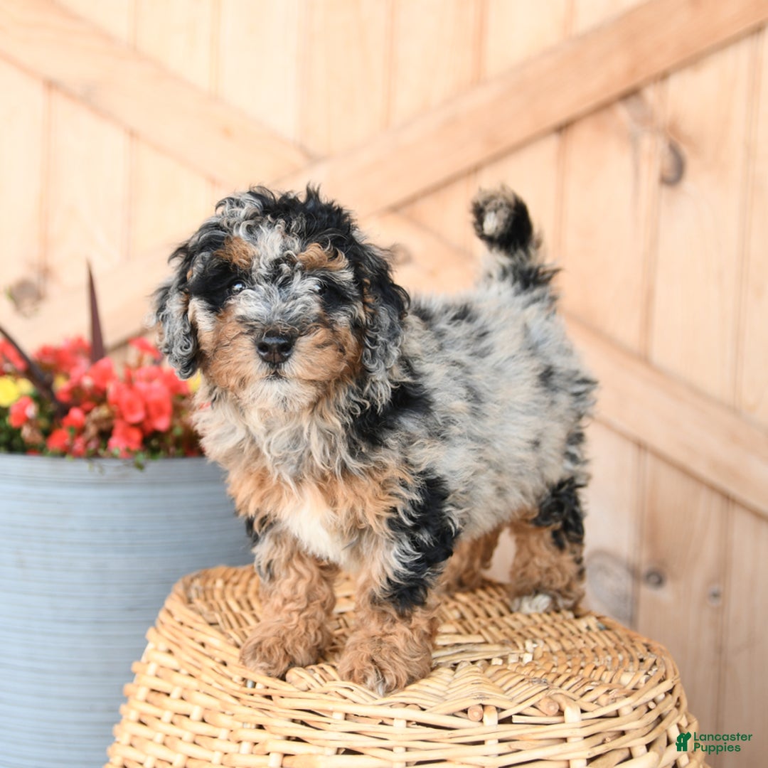 Mini Bernedoodle dogs for sale: Mini Bernedoodle 8 puppies - Image 21