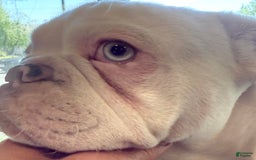 French Bulldog dogs for sale: Skyler - Image 6