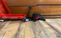 Yorkiepoo dogs for sale: Braxton - Image 4