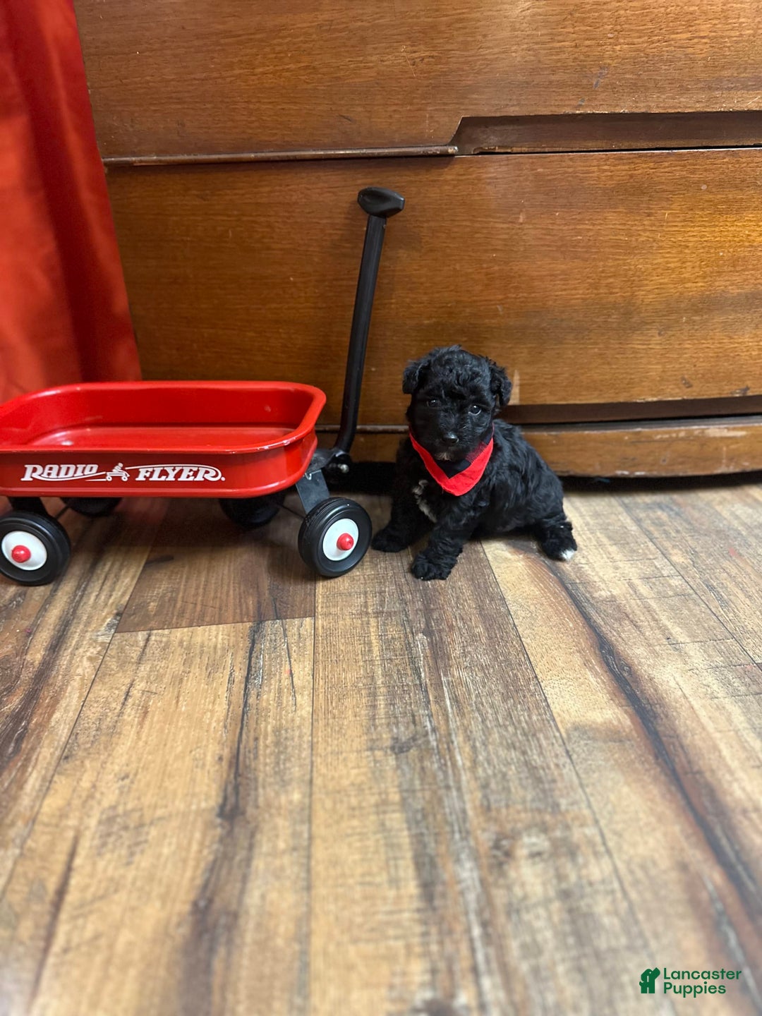 Yorkiepoo dogs for sale: Braxton - Image 4