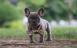 Frenchton dogs for sale: Jacob - Image 3