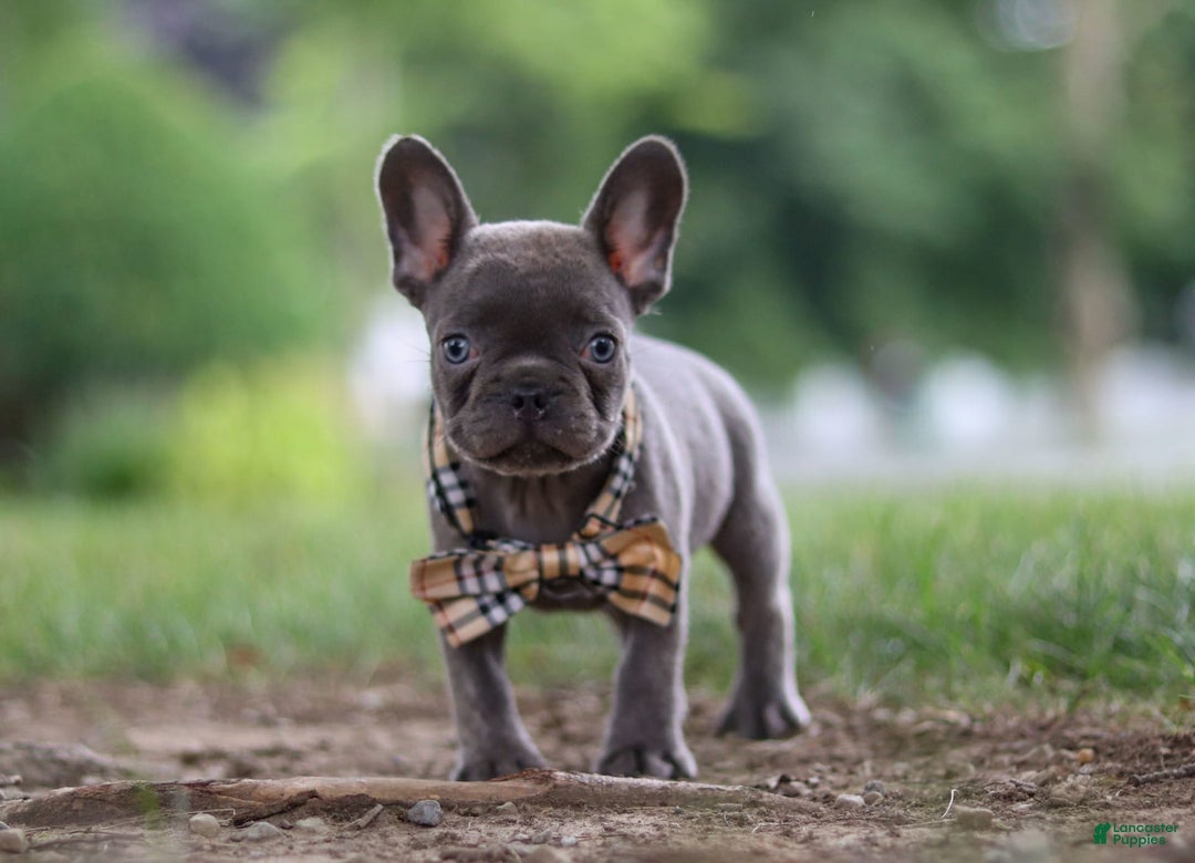 Frenchton dogs for sale: Jacob - Image 3