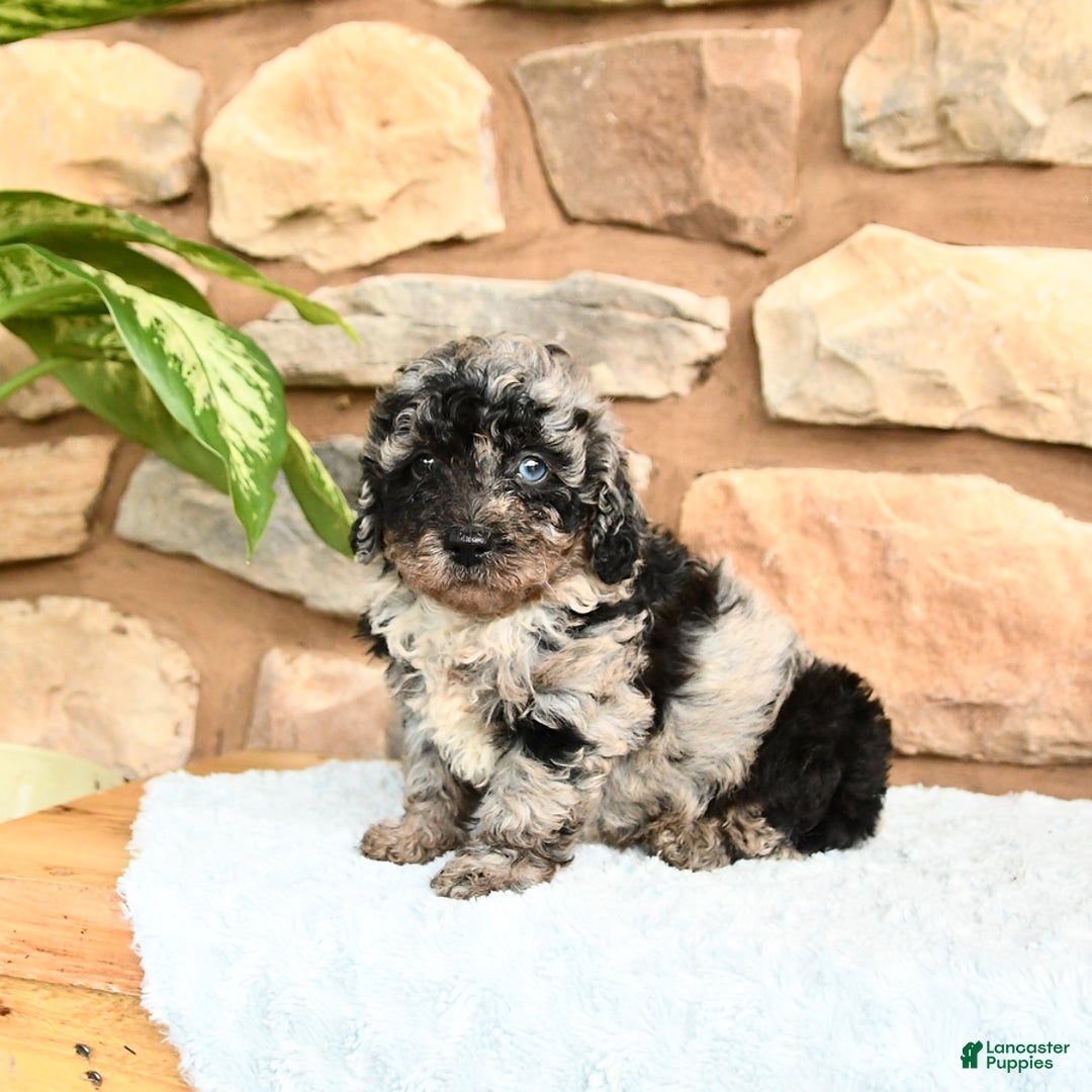 Miniature Poodle dogs for sale: Shadow - Image 5