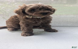 Cockapoo dogs for sale: Bailey - Image 4