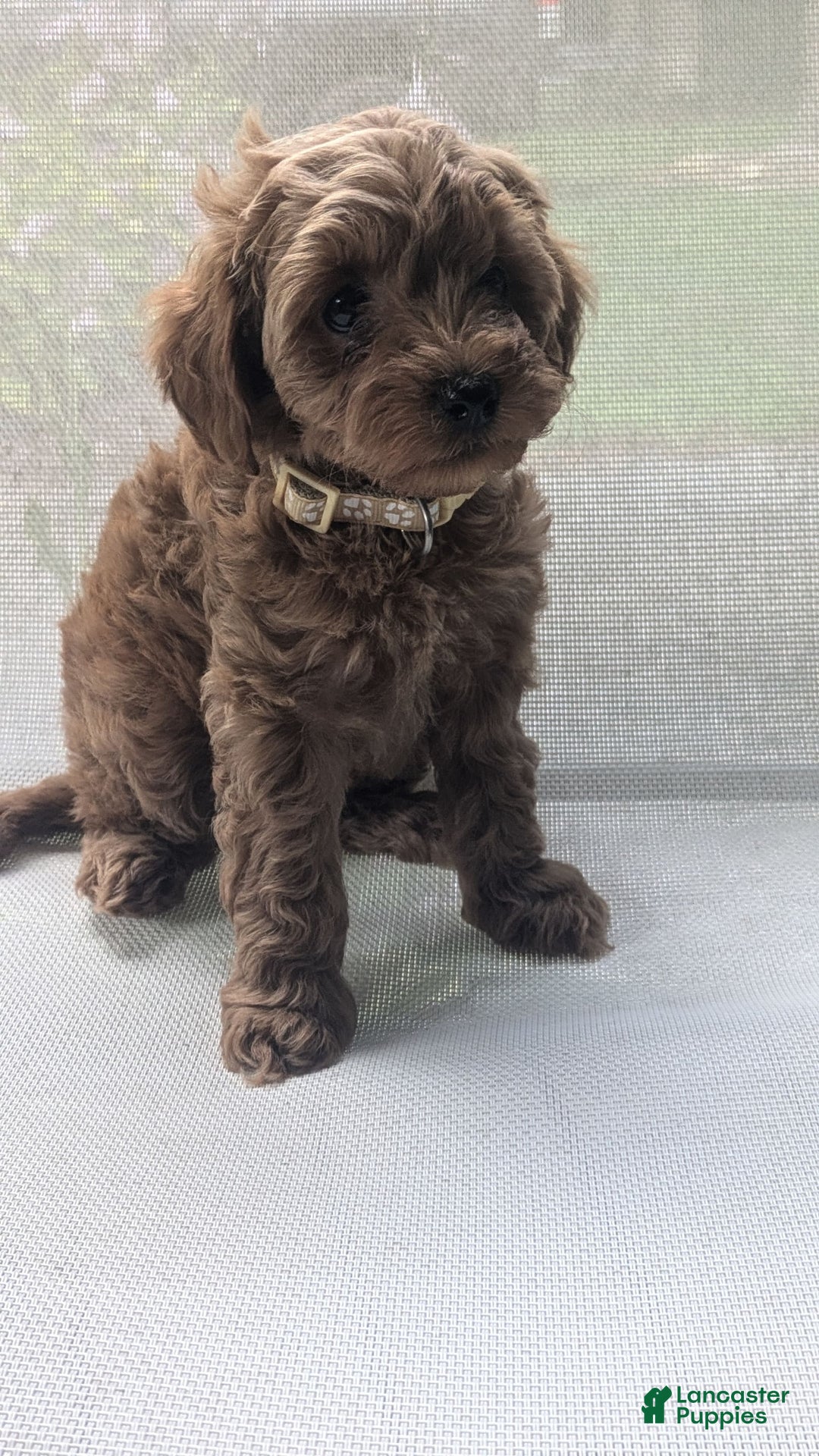Cockapoo dogs for sale: Bailey - Image 4