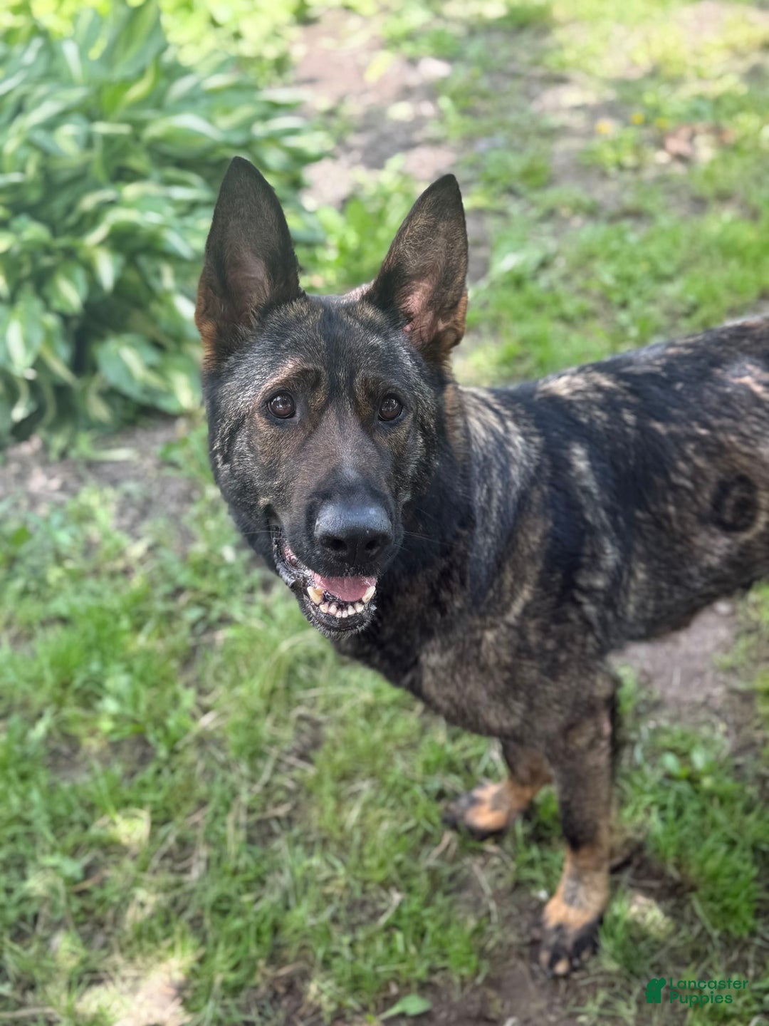 German Shepherd dogs for sale: Luna N Bella - Image 11