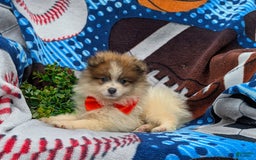 Pomeranian dogs for sale: Keno Genetic Testing - Image 3