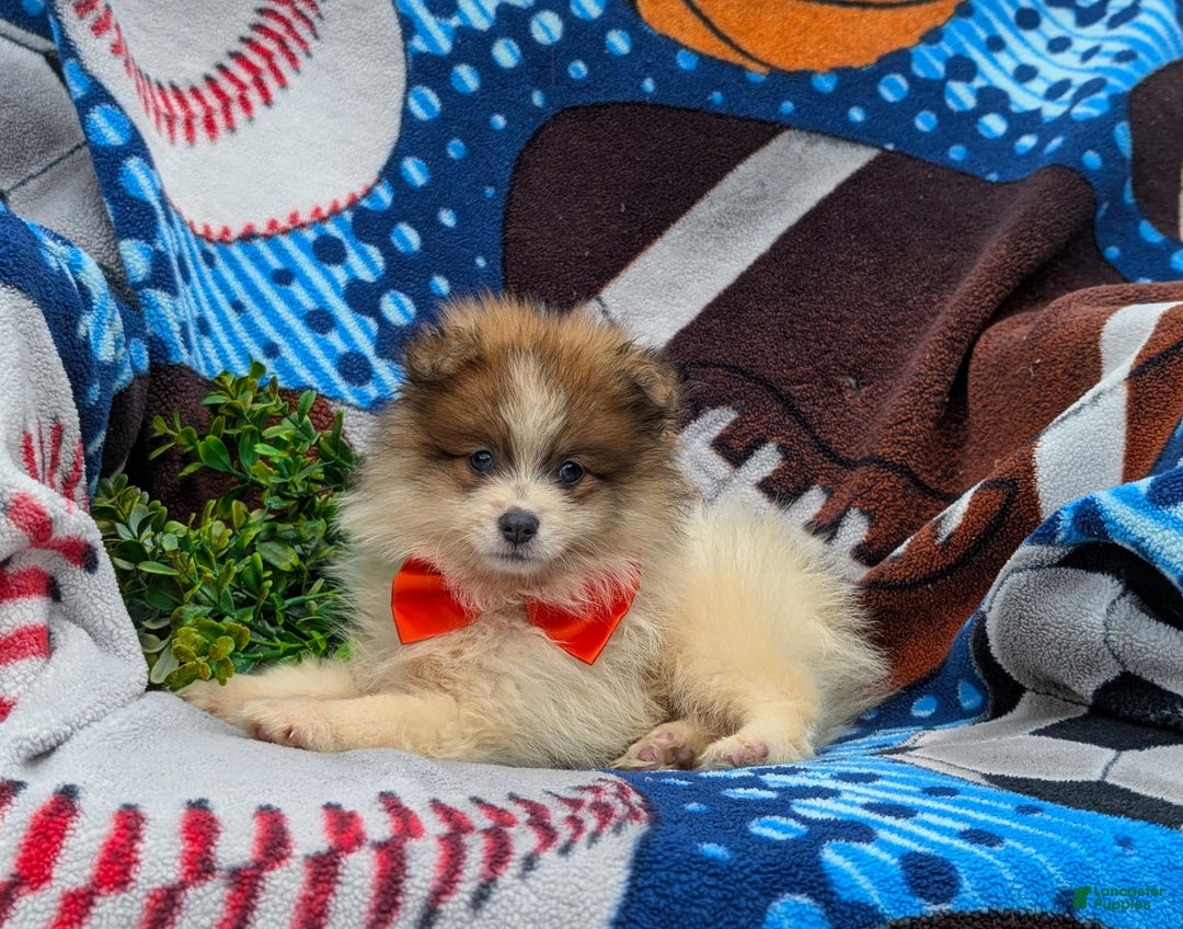 Pomeranian dogs for sale: Keno Genetic Testing - Image 3