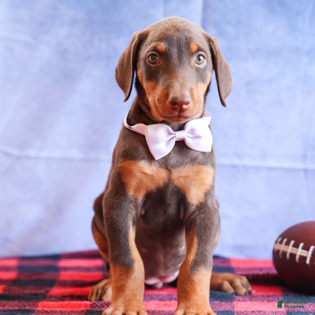Doberman Pinscher dogs for sale: Daisy - Image 14