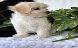 Maltese dogs for sale: EMMY LOU - Image 2