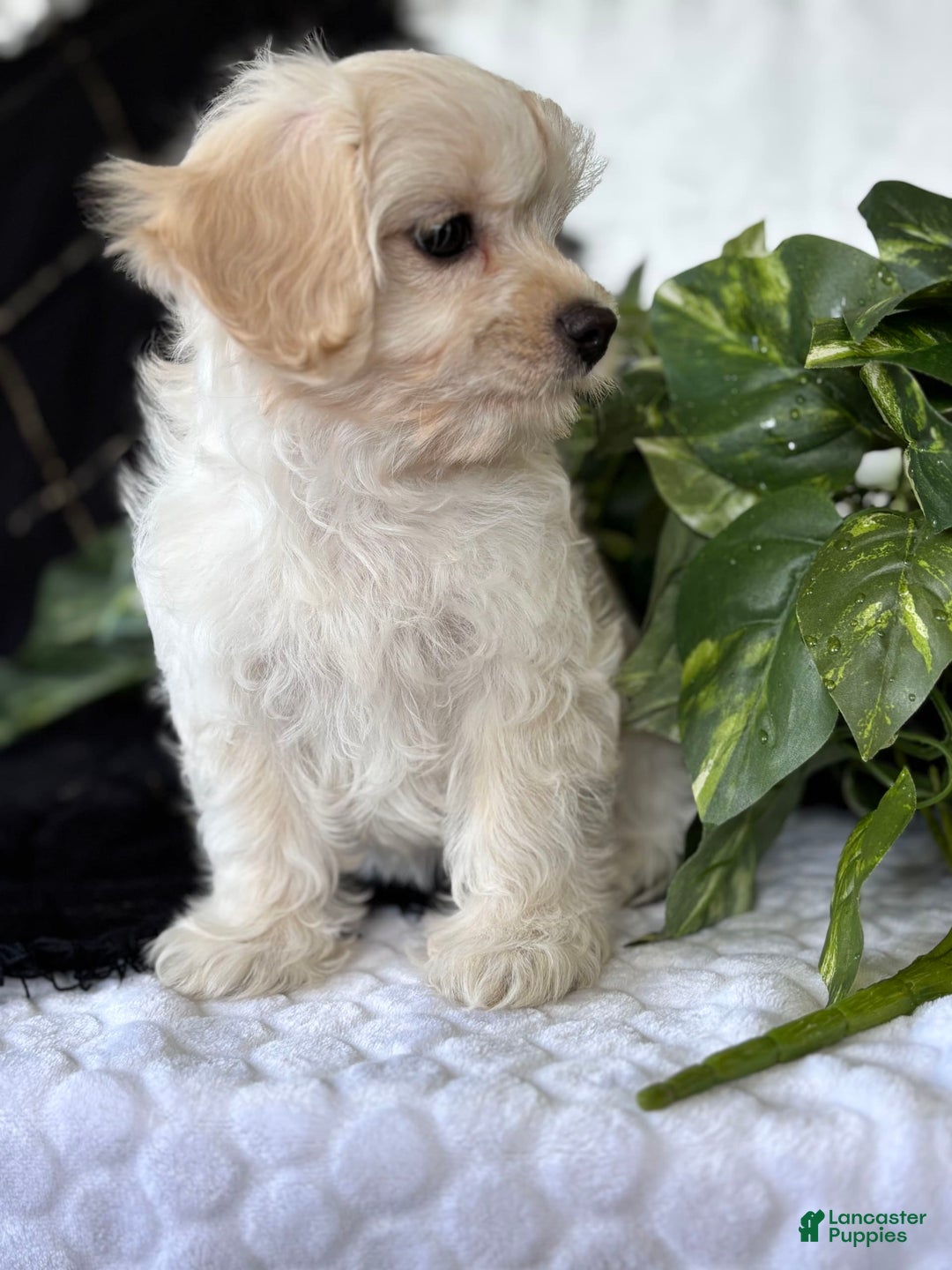 Maltese dogs for sale: EMMY LOU - Image 2
