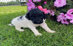 Standard Poodle dogs for sale: River - Image 2