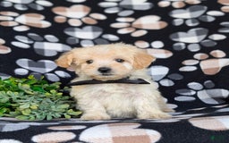 Maltipoo dogs for sale: Jules 7 Lbs Full Grown - Image 6
