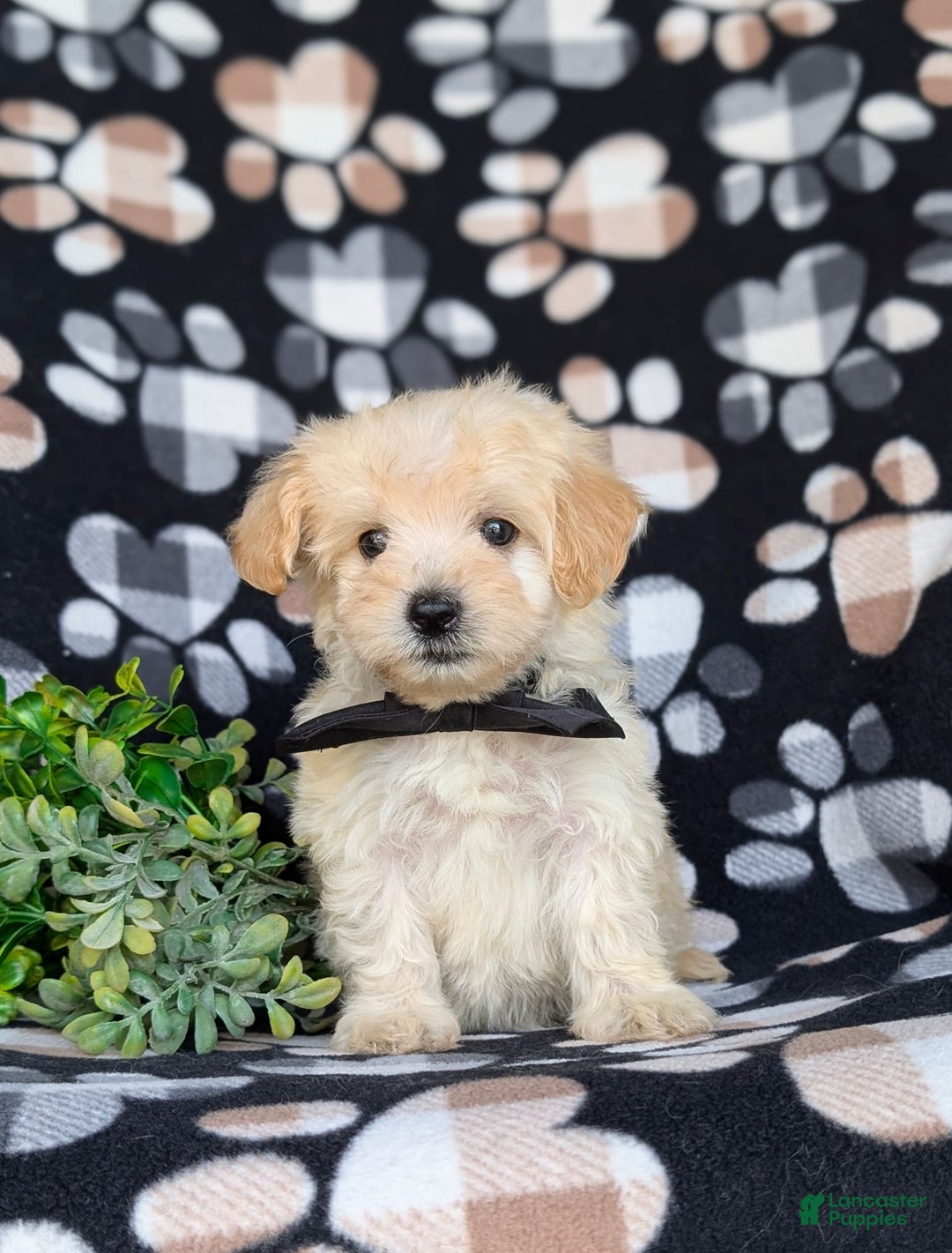 Maltipoo dogs for sale: Jules 7 Lbs Full Grown - Image 6