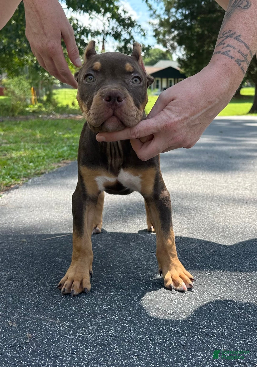 American Bully dogs for sale: Ms. Rose - Image 8