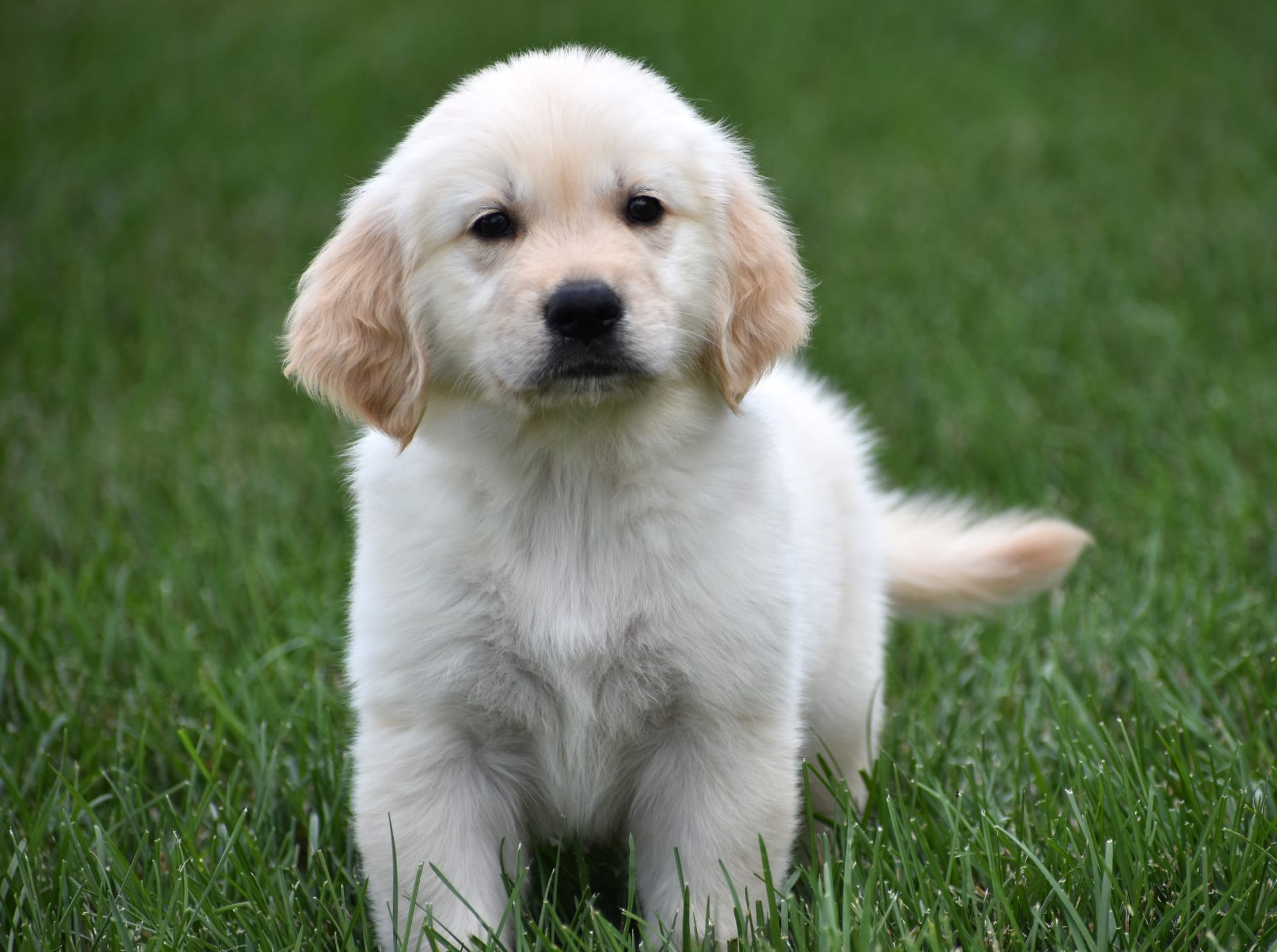 Golden Retriever dogs for sale: Tank - Image 1