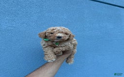 Toy Poodle dogs for sale: Jack - Image 3