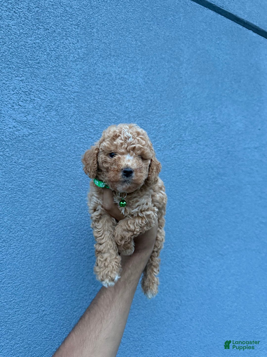 Toy Poodle dogs for sale: Jack - Image 3