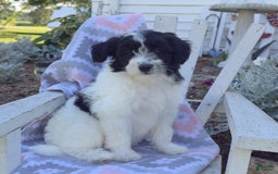 Miniature Poodle dogs for sale: Biscuit - Image 6