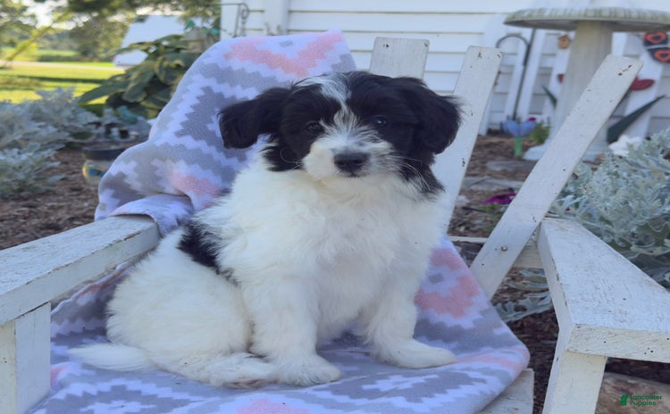 Miniature Poodle dogs for sale - Ad 3