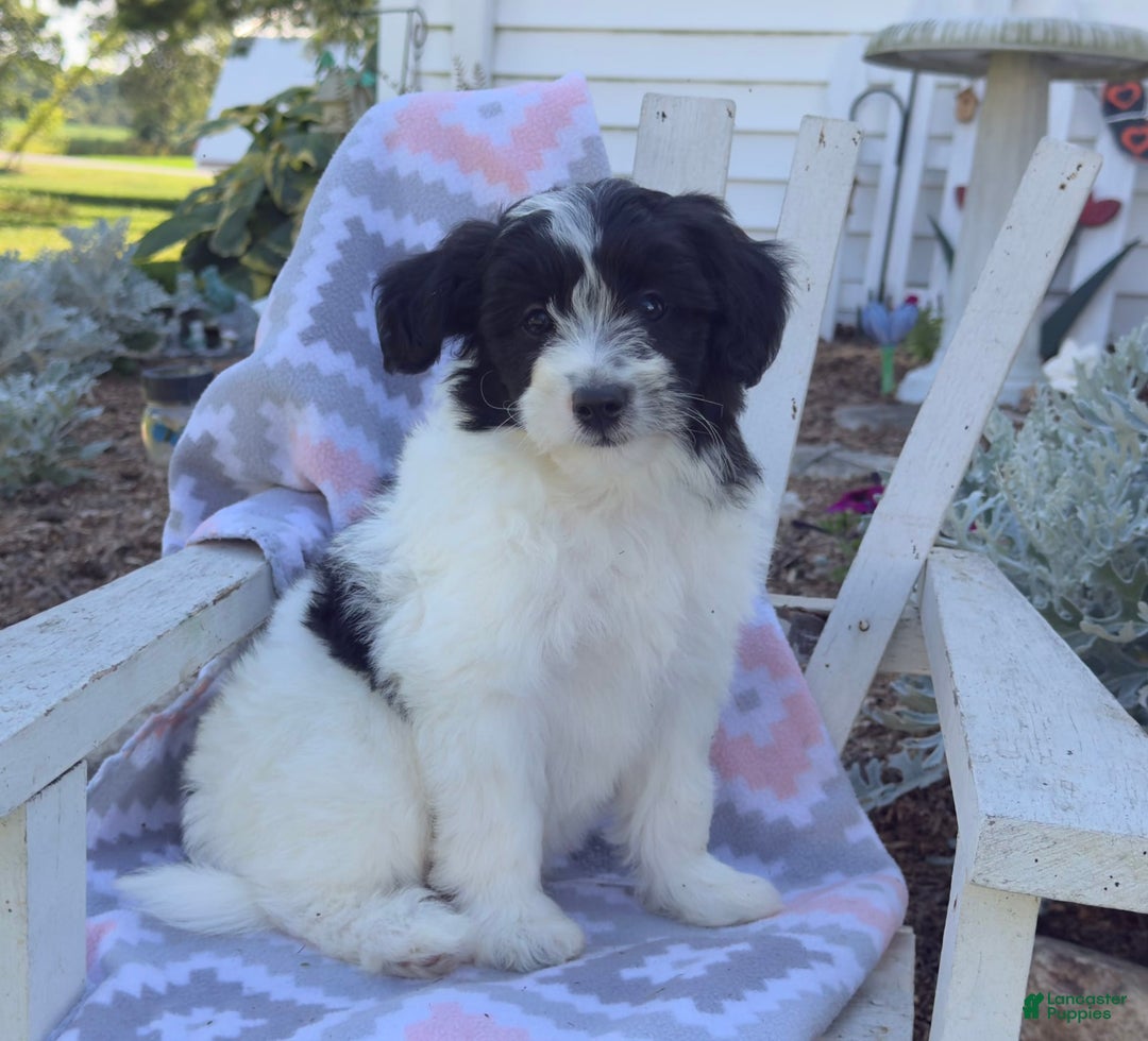 Miniature Poodle dogs for sale: Biscuit - Image 6