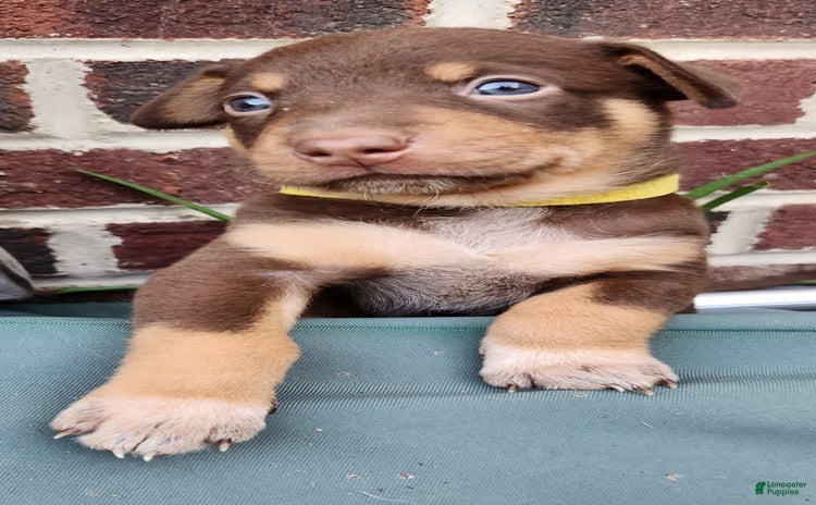 Catahoula Leopard Dog dogs for sale - Ad 2