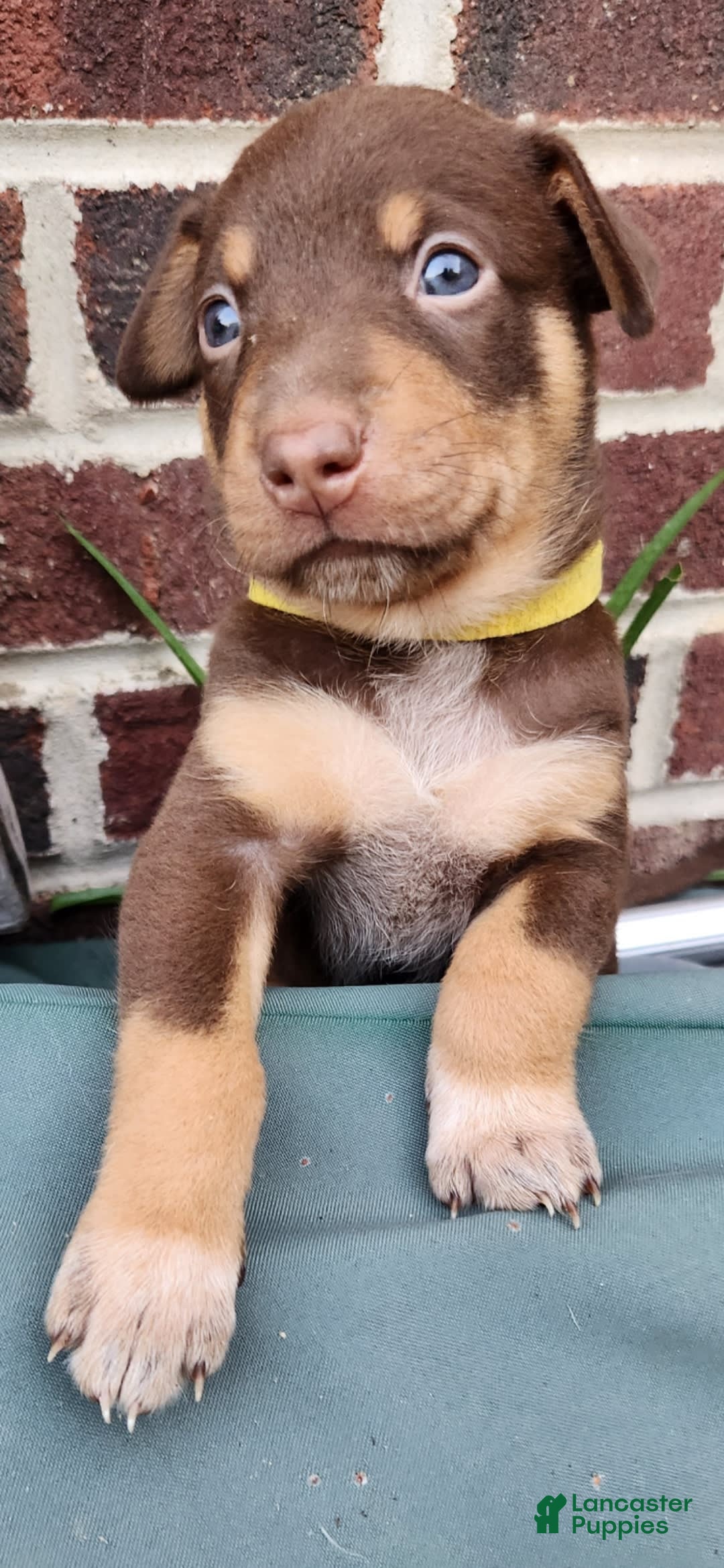 Catahoula Leopard Dog dogs for sale: Bronx - Image 1
