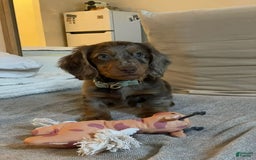 Miniature Dachshund dogs for sale: Ann - Image 4