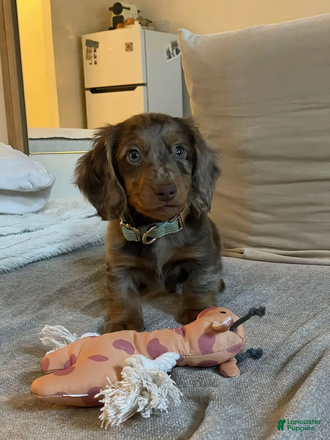 Miniature Dachshund dogs for sale: Ann - Image 4